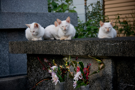 小宿の墓地と猫