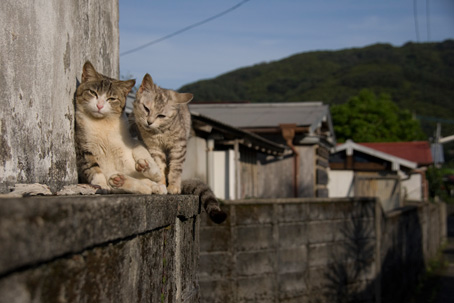 小湊集落の猫