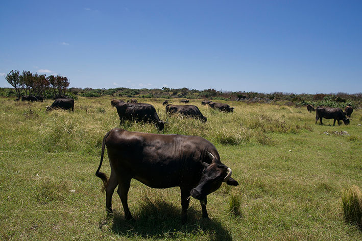 牛の放牧