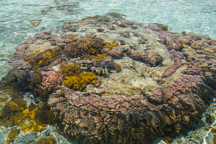 座間味島の珊瑚礁