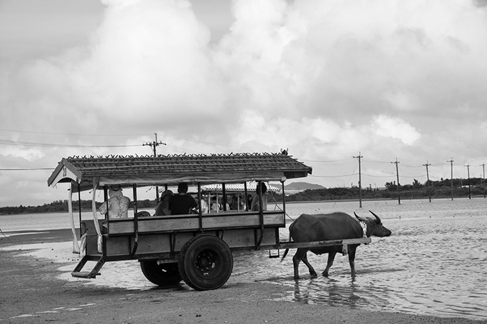 由布島へ渡る水牛車