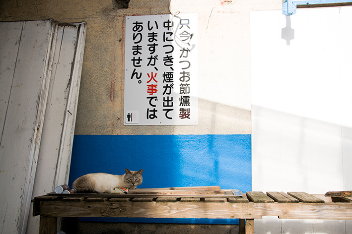 奄美大島・大熊漁港の猫