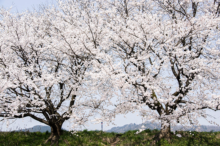 福岡町の桜