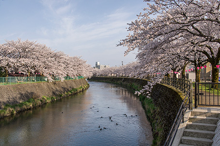 千保川の桜並木