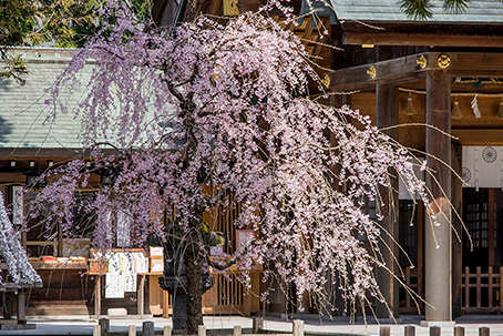 射水神社の枝垂れ桜