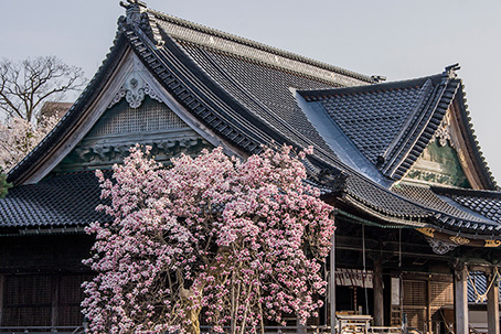 関野神社の紫木蓮