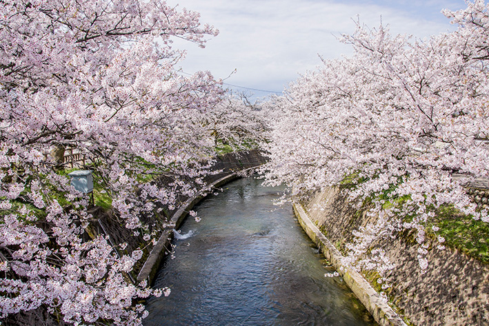 岸渡川の桜01