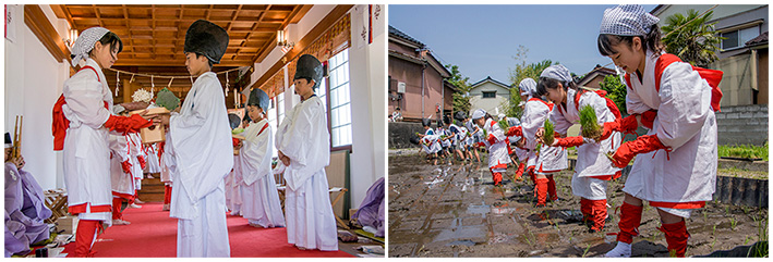 新川神社の御田植祭