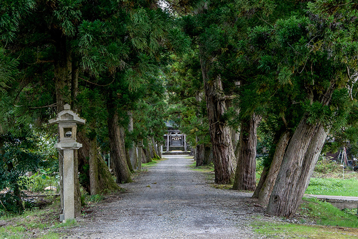 赤丸浅井神社の杉並木