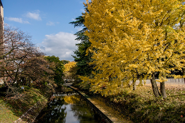 松川沿いの紅葉