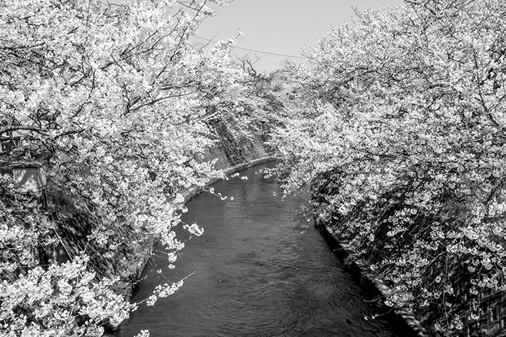 岸渡川の桜