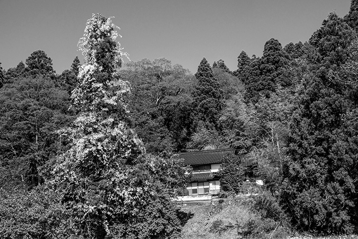 磯部神社近くに咲いていた白藤