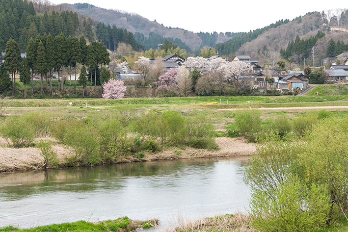 小矢部川の土手から撮影した桜
