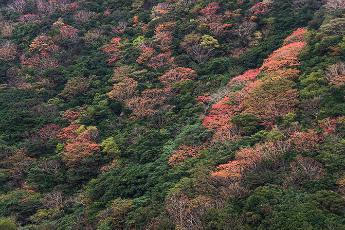 １月２１日のスナップ。奄美大島の山の紅葉