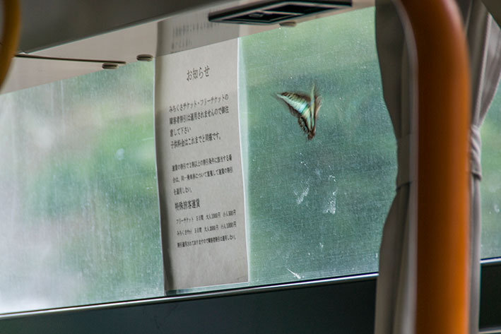 １１月２３日のスナップ。石垣島の路線バスの中にいた蝶