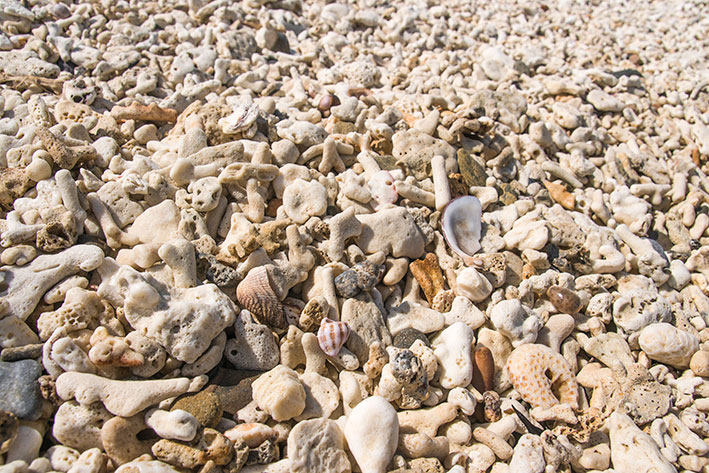 珊瑚の欠片が砂浜いっぱいに広がる、加計呂麻島・芝集落の海岸