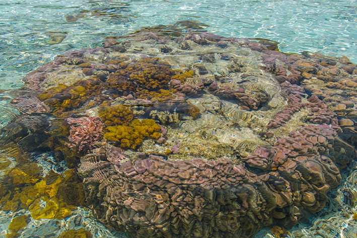 ５月２９日のスナップ。海面から珊瑚が見える座間味の透明な海