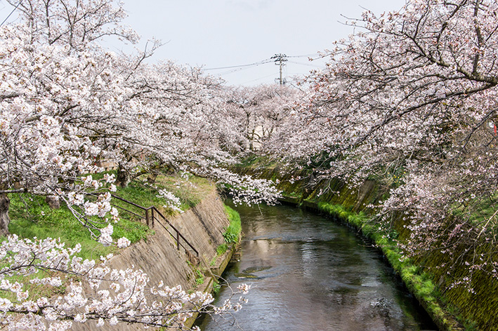 岸渡川の桜