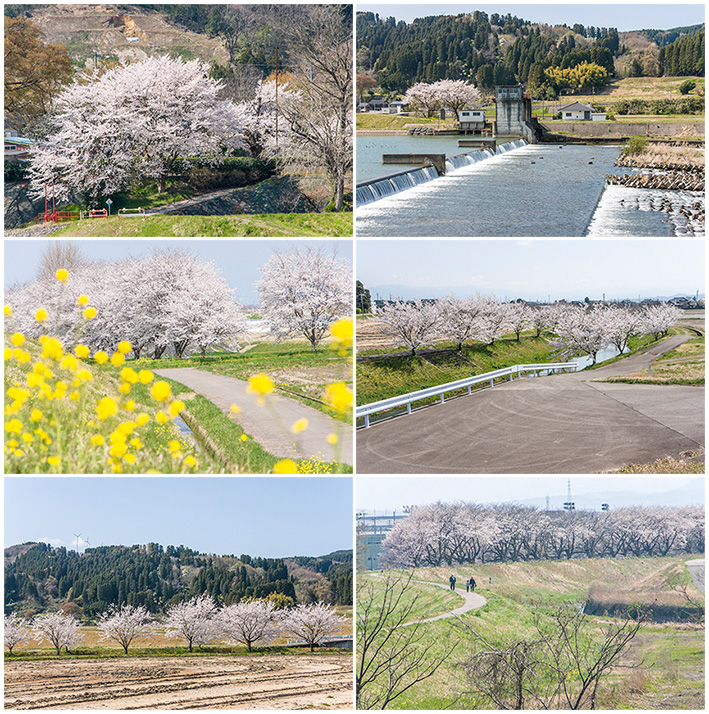 小矢部川からの桜02