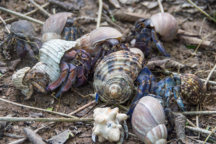 国直海岸のオカヤドカリ