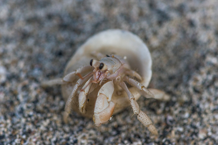 朝仁海岸のオカヤドカリの赤ちゃん