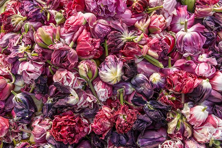 チューリップ01