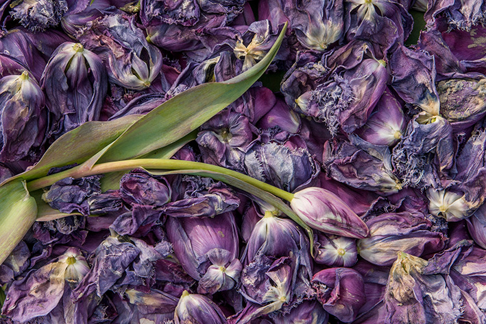 チューリップ02