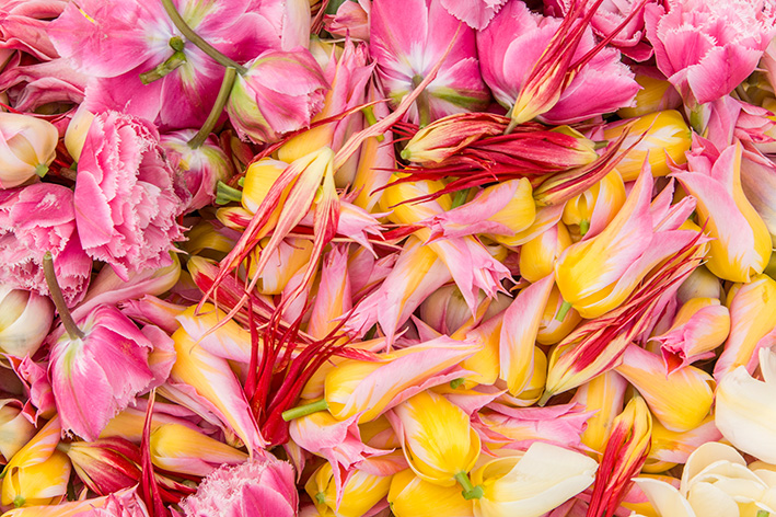 チューリップ03