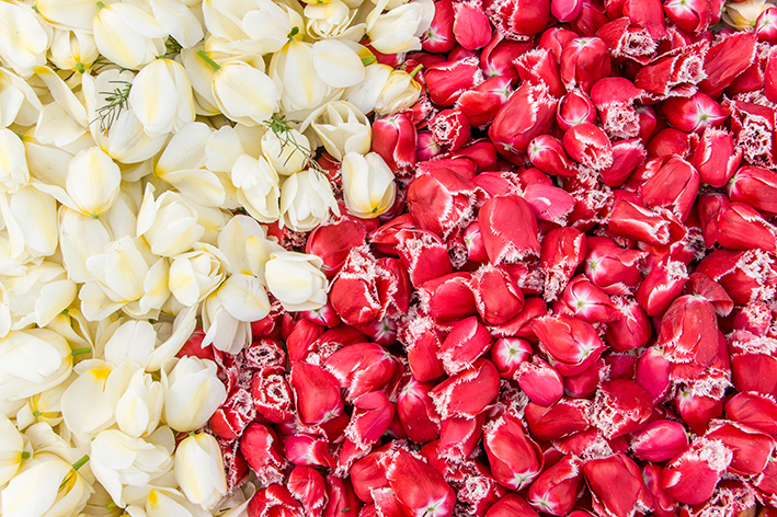 チューリップ04