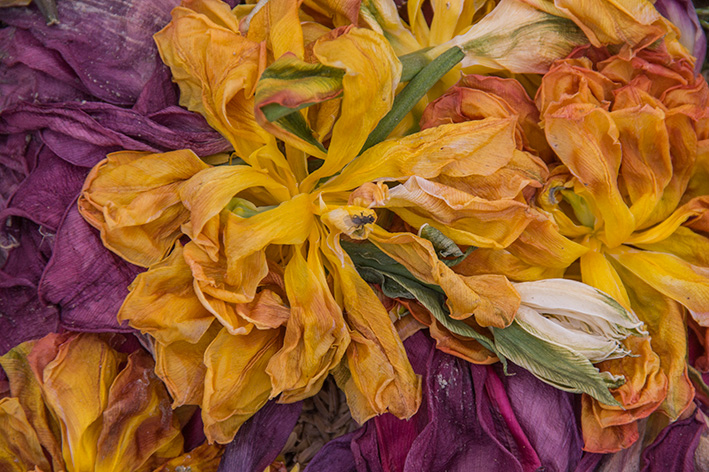 チューリップ05