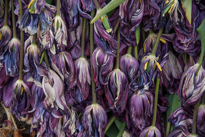 チューリップ06