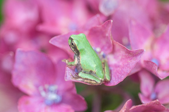 紫陽花とカエル