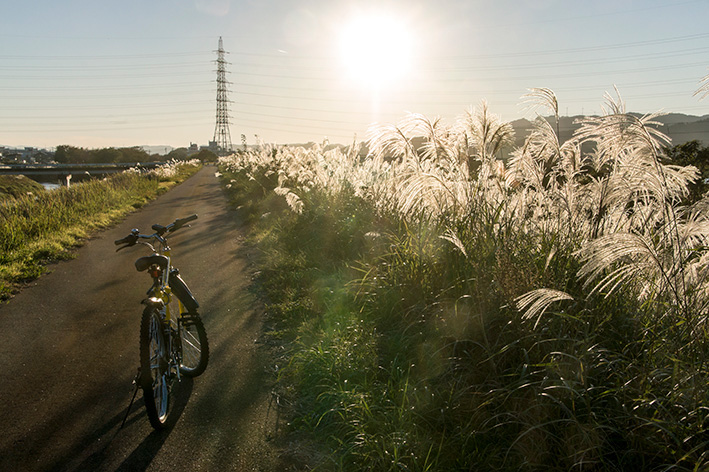 小矢部川の土手