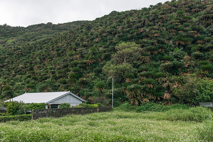 ソテツの群落
