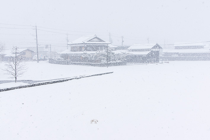 また雪