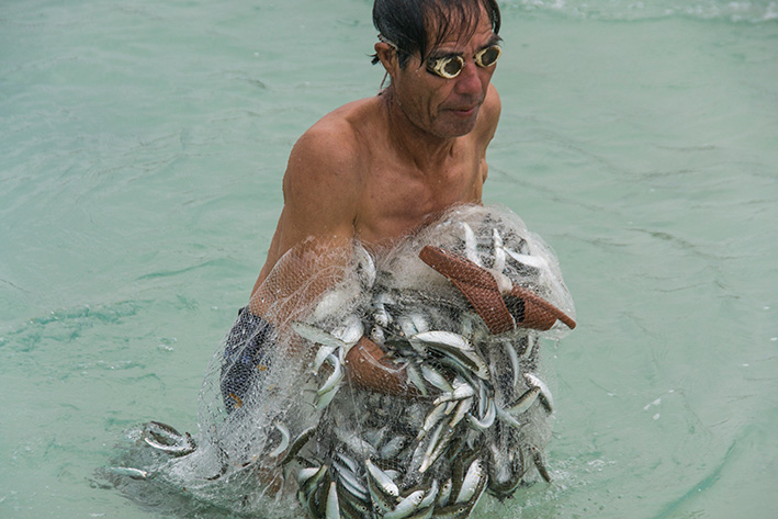 池間島のイワシ