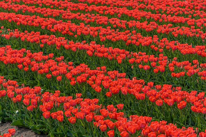 チューリップ01