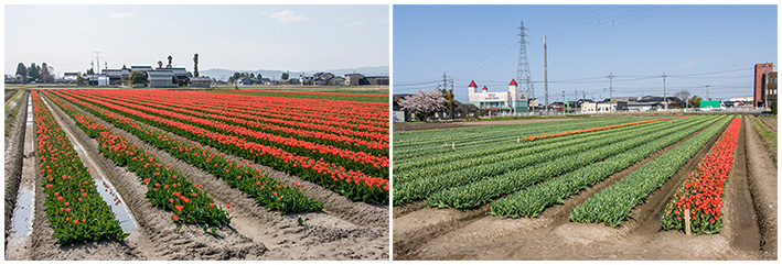 チューリップ02