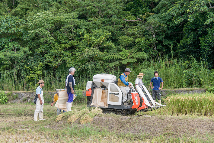 西表島祖納集落にて
