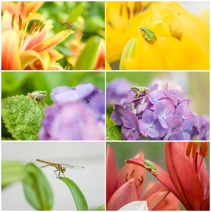 トンボとカエル