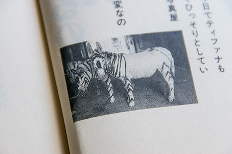 メキシコのシマウマ