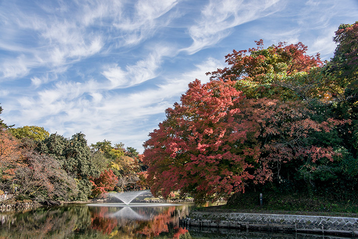 公園の紅葉01