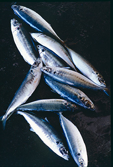 関サバ・関アジ