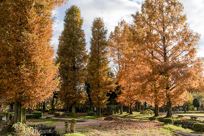 チューリップ公園02