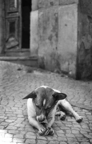 lisbon-dog1