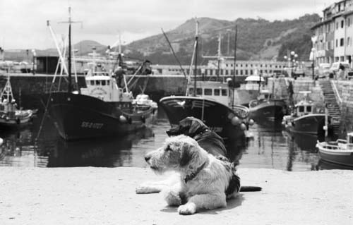 sansebastian-dog1