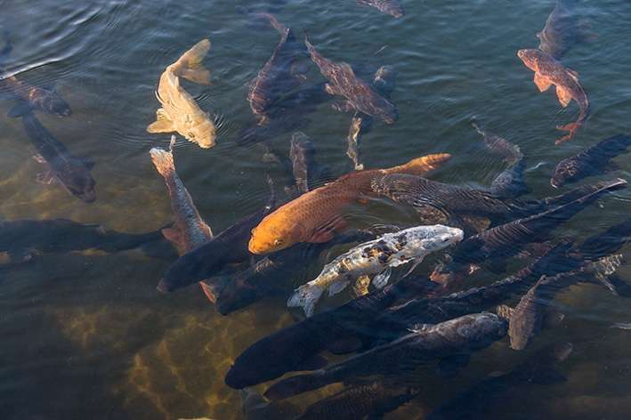 池の鯉